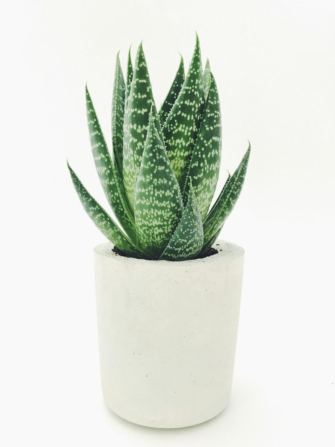 Evergreen Oasis: Aloe Vera Plant Pot